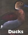Ducks (Naturebooks)
