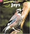 Jays (Naturebooks: Birds)