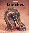 Leeches