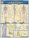 Anatomy (Quickstudy Reference Guides - Academic)