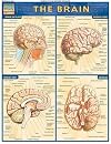 Brain (Quickstudy: Academic)
