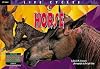 Horse (Life Cycles)