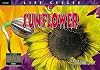 Sunflower (Life Cycles)