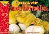 How and Why Animals Hatch from Eggs (How and Why Series)
