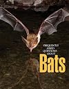 Frequently Asked Questions About Bats