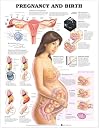 Pregnancy and Birth