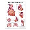 Anatomy of The Heart Chart
