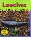 Leeches (Read and Learn: Ooey-Gooey Animals)