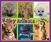 Baby Animals of the World
