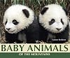 Baby Animals of the Mountains
