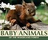 Baby Animals of the Woodland Forest