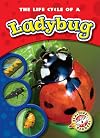 The Life Cycle of a Ladybug