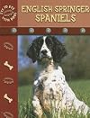 English Springer Spaniels