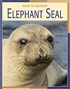 Elephant Seal (Road to Recovery)