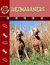 Weimaraners