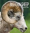 Bighorn Sheep (Living Wild)