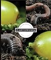 The Life Cycle of an Earthworm (Life Cycles)