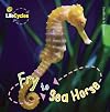 Fry to Sea Horse (LifeCycles)