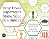 Why Does Asparagus Make Your Pee Smell?: Fascinating Food Trivia Explained with Science