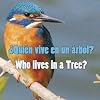 Quien Vive en un Arbol?/Who Lives In A Tree? (Rourke Board Books) (Spanish Edition)