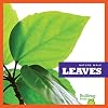 Leaves (Bullfrog Books: Nature Walk)