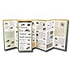 Common Bees of Eastern North America (Foldingguides(tm))
