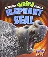 Elephant Seal