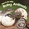 Born in the Wild (Close-Up on Amazing Animals)