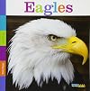 Eagles (Seedlings)