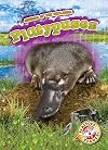 Platypuses (Animals of the Wetlands: Blastoff! Readers, Level 2)