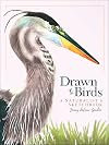 Drawn to Birds: A Naturalist's Sketchbook (Jenny Geuder Art)
