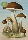 Mushrooms (1000 pieces)