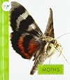 Moths (Spot Creepy Crawlies)
