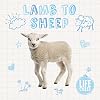 Lamb to Sheep (Life Cycles)