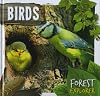 Birds (Forest Explorer)