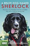 A Brave Dog Named Sherlock