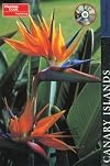 Berlitz Pocket Guide Canary Islands