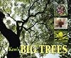 Kew's Big Trees
