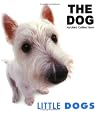 Little Dogs (Dog Series)