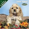 Cocker Spaniel Puppies 2007 Wall Calendar