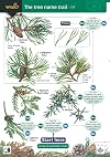 Tree Name Trail: A Key to Common Trees (Field Studies Council Occasional Publications)