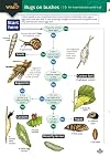 Bugs on bushes: an invertebrate name trail