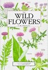 The Wild Flowers of the British Isles