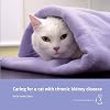 Caring for a cat with chronic kidney disease