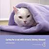 Caring for a Cat with Chronic Kidney Disease
