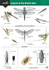 Guide to Insects of the British Isles