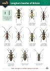 Guide to Longhorn Beetles of Britain
