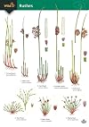 Guide to Rushes