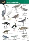 Winter Coastal Birds: OP179 (WildID)