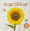 Life Cycle of a Sunflower (Life Cycles)